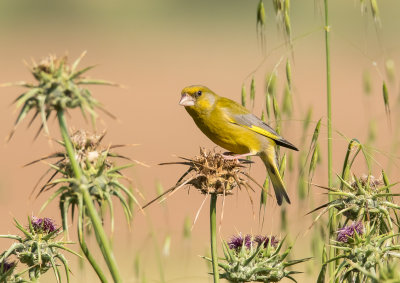 Greenfinch