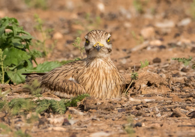 Stone curlew