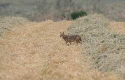 Golden Jackal