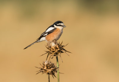 Masked Shrike