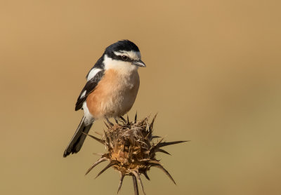 Masked Shrike