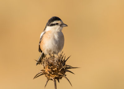 Masked Shrike