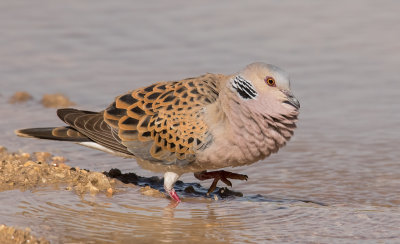 Turtle Dove