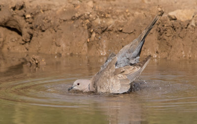 Collard Dove