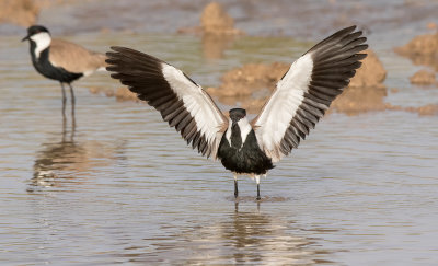 Spur-winged Lapwing 