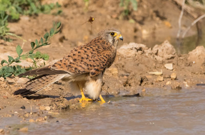Common Kestrel