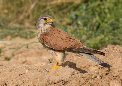 Common Kestrel