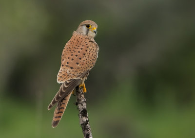 Common Kestrel