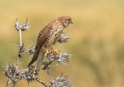 Common Kestrel