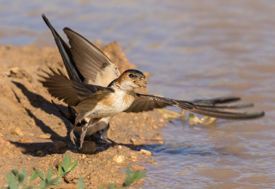 Red-rumped Swallow