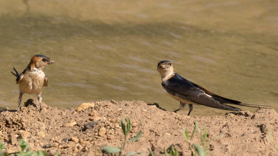 Red-rumped Swallow