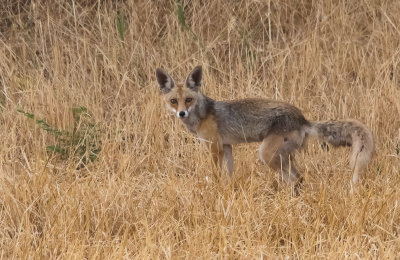  Red Fox