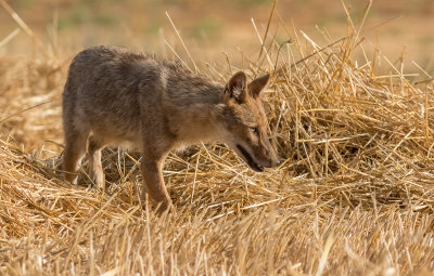 Golden Jackal