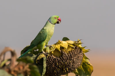 Rose-ringed Parakeet
