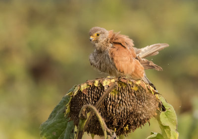 Common Kestrel