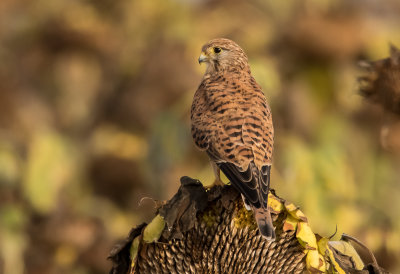 Common Kestrel
