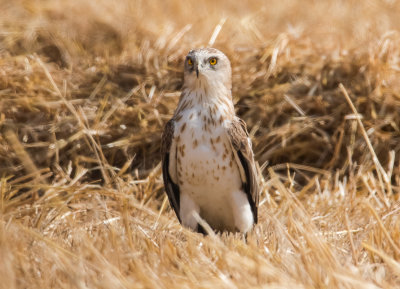 Short Toed Eagle