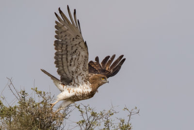 Short Toed Eagle