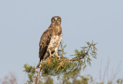 Short Toed Eagle