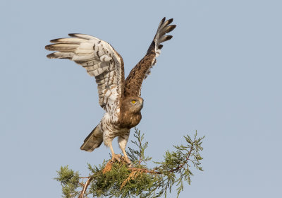 Short Toed Eagle