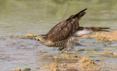         Euroasian Sparrowhawk    נץ מצוי