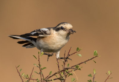 Masked Shrike