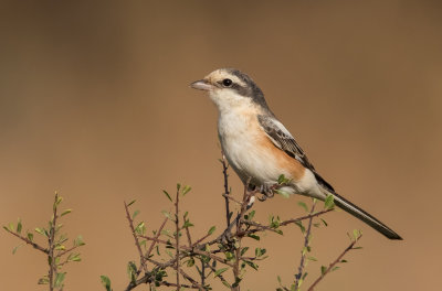 Masked Shrike