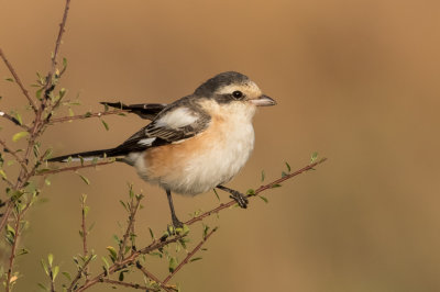 Masked Shrike