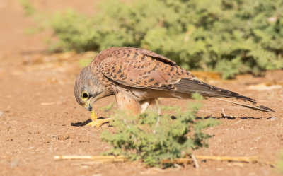 Common Kestrel