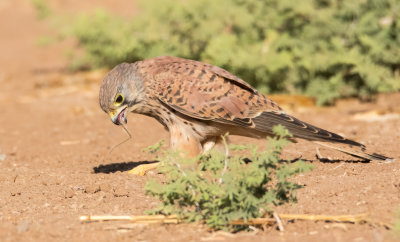 Common Kestrel