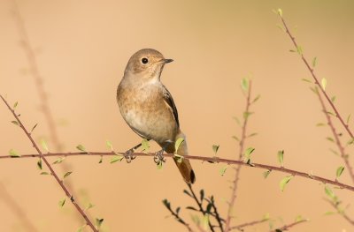 Common Red Start