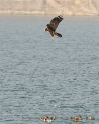 Marsh Harrier