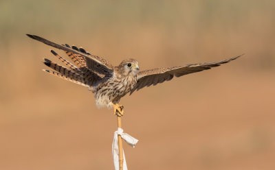 Common Kestrel