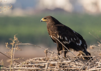 Greater Spotted Eagle