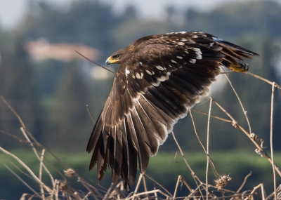 Greater Spotted Eagle