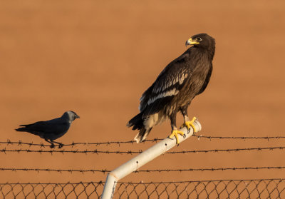 Greater Spotted Eagle