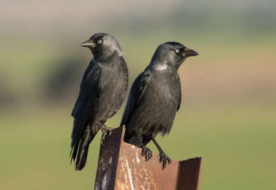 Eurasian Jackdaw