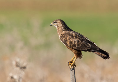 Common Buzzard 