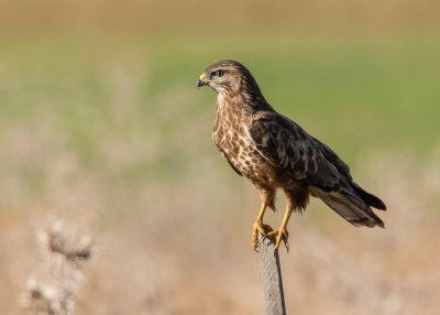 Common Buzzard 