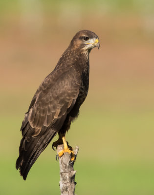 Common Buzzard