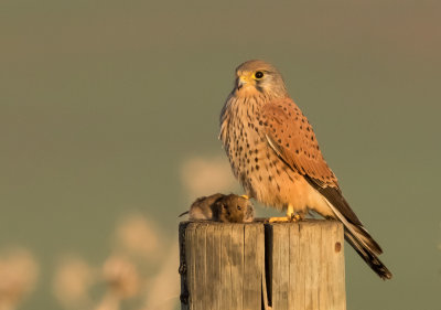 Common Kestrel
