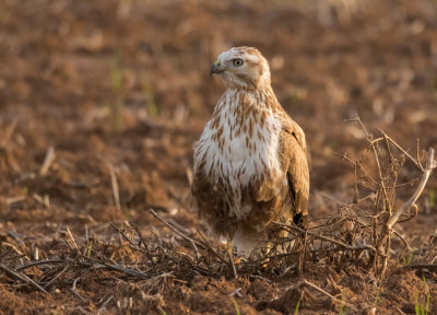 Long Legged Buzzard