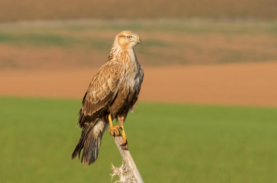 Long Legged Buzzard