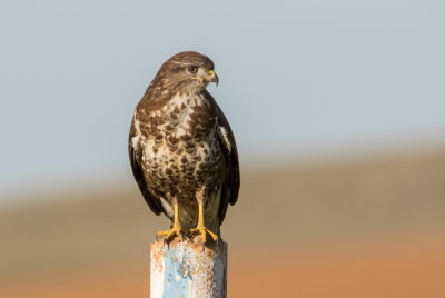 Common Buzzard