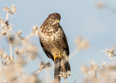 Common Buzzard