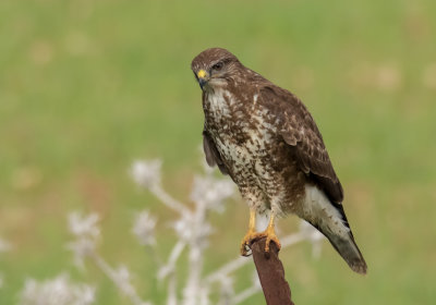 Common Buzzard