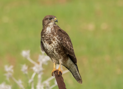 Common Buzzard