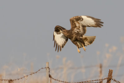 Common Buzzard