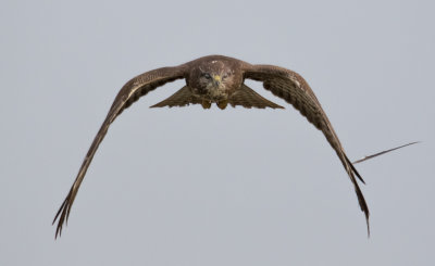 Common Buzzard