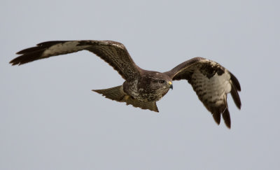 Common Buzzard